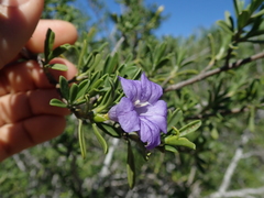 Ruellia latisepala