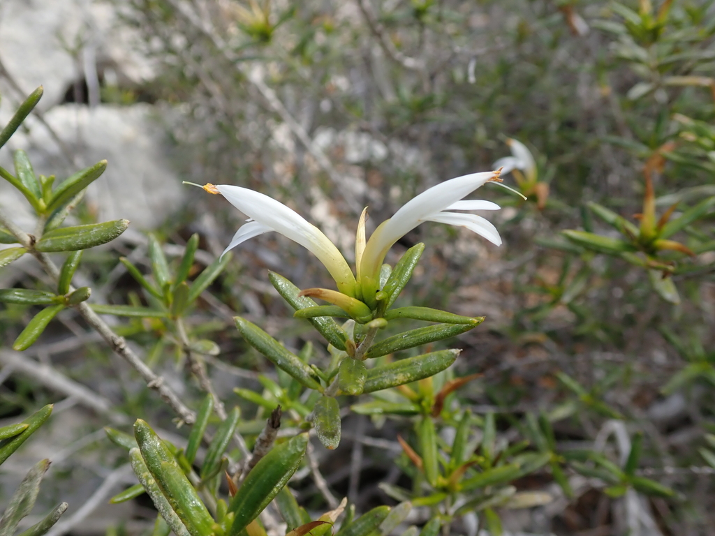 Stenandriopsis