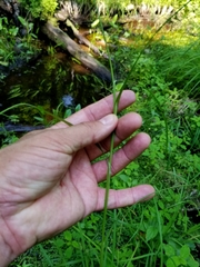 Carex projecta