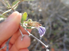 Blepharis calcitrapa