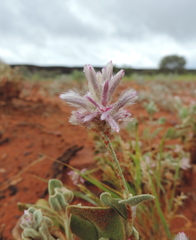 Ptilotus sessilifolius