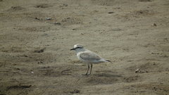 Charadrius marginatus arenaceus