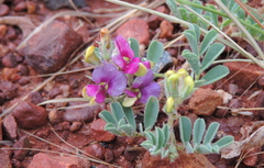 Swainsona flavicarinata