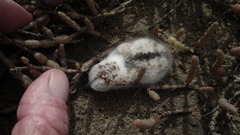 Charadrius marginatus arenaceus