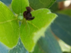 Chrysopilus basilaris