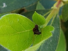 Chrysopilus basilaris