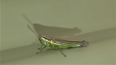 Bermius odontocercus