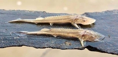 Scaphirhynchus platorynchus