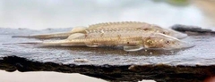 Scaphirhynchus platorynchus