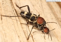 Xylotrechus rufilius