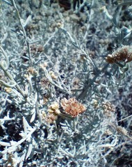 Helichrysum plebeium