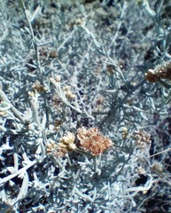 Helichrysum plebeium