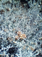 Helichrysum plebeium