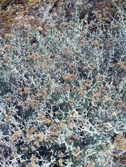 Helichrysum plebeium