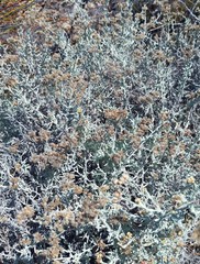 Helichrysum plebeium