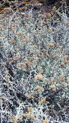 Helichrysum plebeium