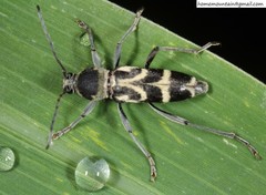 Chlorophorus motschulskyi