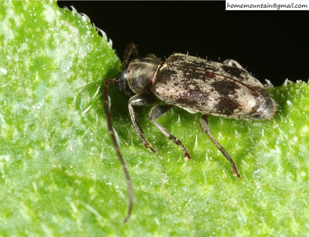 Exocentrus from 中國北京市懷柔區 on July 15, 2015 by Home Mountain · iNaturalist