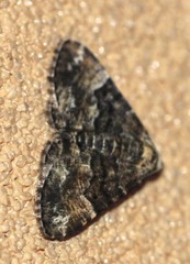 Aporoctena scierodes