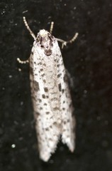Lepidoscia
