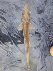 Scaphirhynchus platorynchus