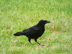 Corvus corone