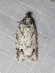 Acropolitis canana