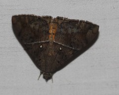 Oxyodes tricolor