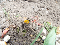 Coccinella septempunctata