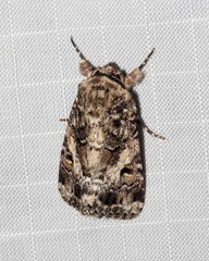 Spodoptera umbraculata