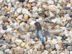 Orthetrum cancellatum