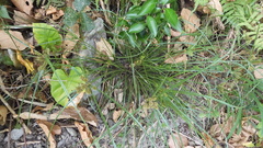 Cyperus cyperoides
