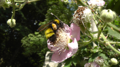 Bombus haematurus