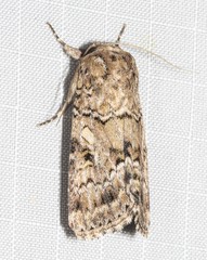 Spodoptera umbraculata