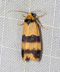 Stenoscaptia venusta