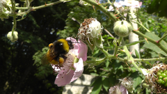 Bombus haematurus