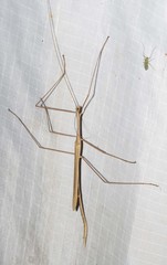 Austrosipyloidea carterus