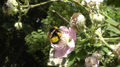Bombus haematurus