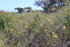 Barleria decaryi