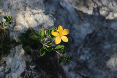 Barleria decaryi