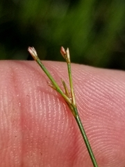 Juncus pelocarpus