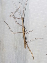 Austrosipyloidea carterus
