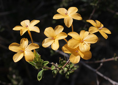 Barleria decaryi