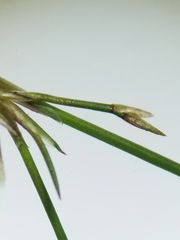 Juncus pelocarpus