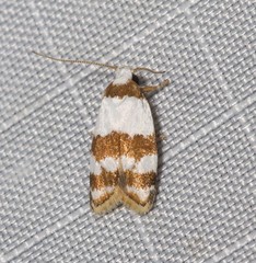 Heteroteucha dimochla