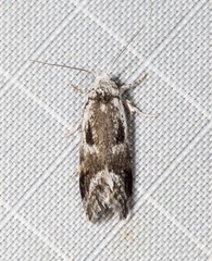 Lichenaula choriodes