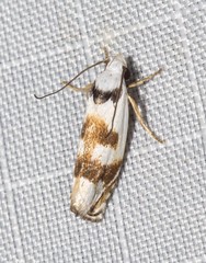 Plectophila pyrgodes