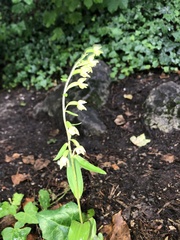 Epipactis bugacensis rhodanensis