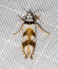 Plectophila pyrgodes