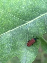Pyropterus nigroruber